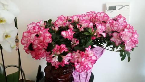 Natural Massage  Palmdale erotic massage